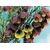 Boronia Megastigma absolute, kwiat boroni absolut do produkcji perfum olejek eteryczny z kwiatów Australijskiej 